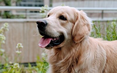 L’OSPEDALE DI RIVOLI APRE LE PORTE ALLA PET THERAPY | di Caterina Civallero