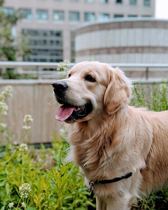 L’OSPEDALE DI RIVOLI APRE LE PORTE ALLA PET THERAPY | di Caterina Civallero